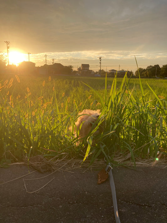 いつの間にか10月後半